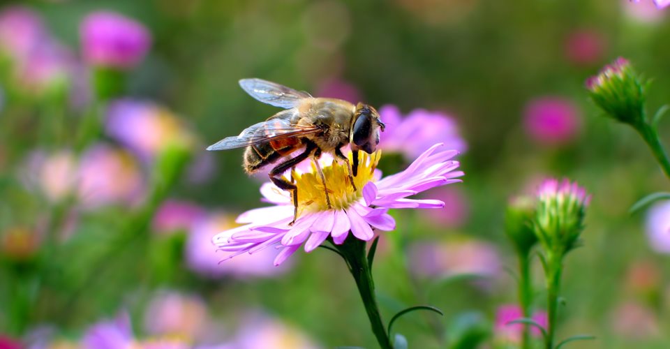 Dansk Hortonomforening