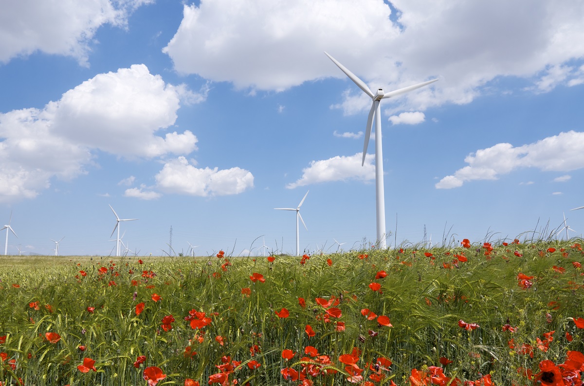 Vindmøller og valmuer