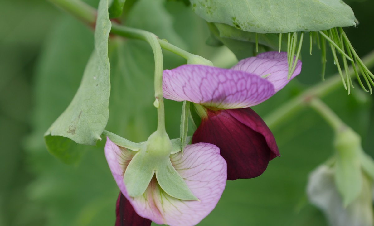 Maple pea - Rose