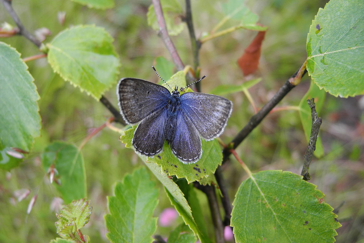 Bølleblåfugl Foto Flemming Helsing 12X8