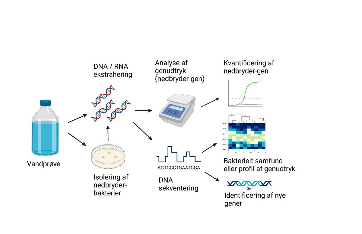 Simplificerede eksempler på molekylære mikrobiologiske metoder 