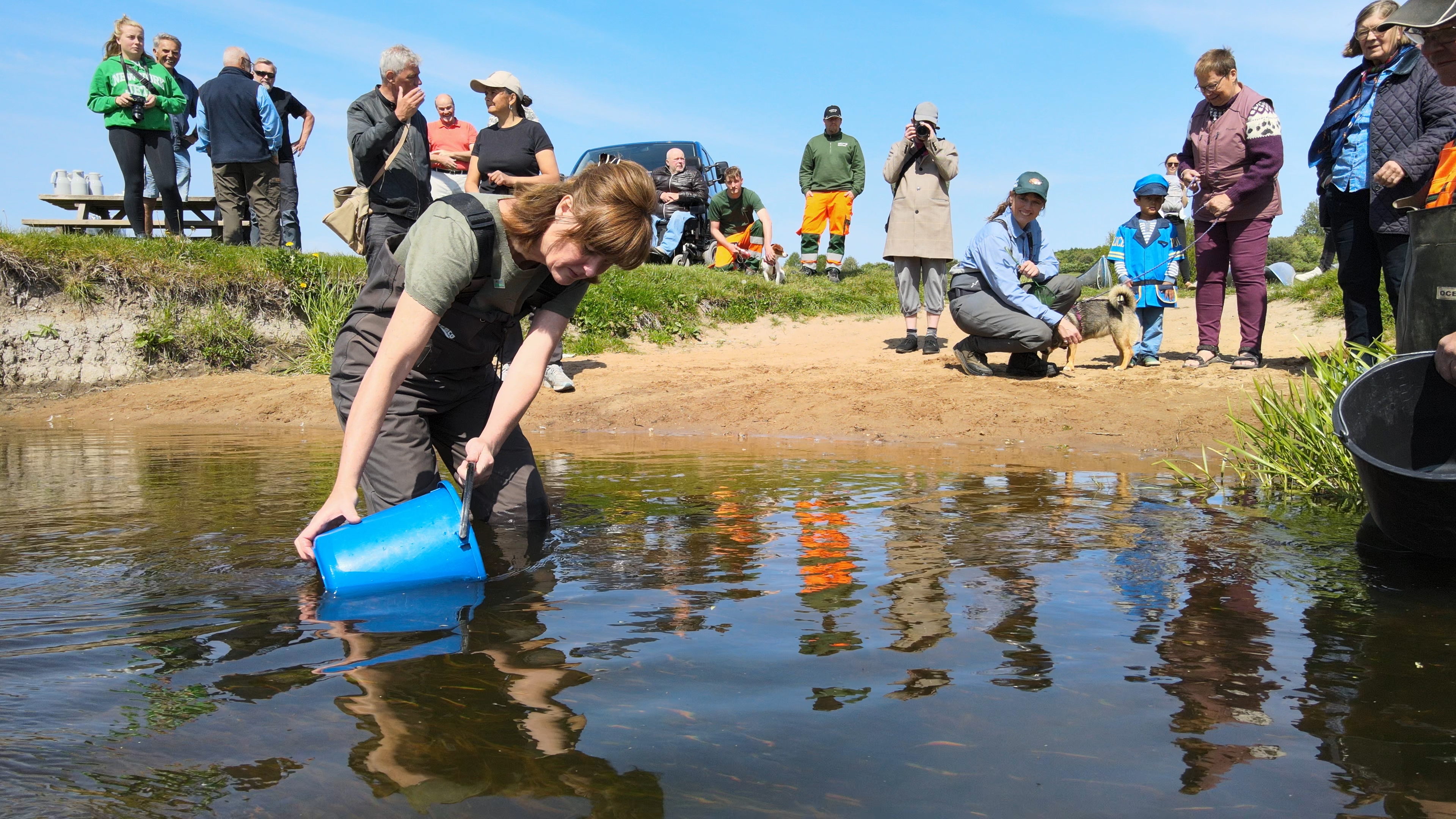 Udsætning af fisk i susåen