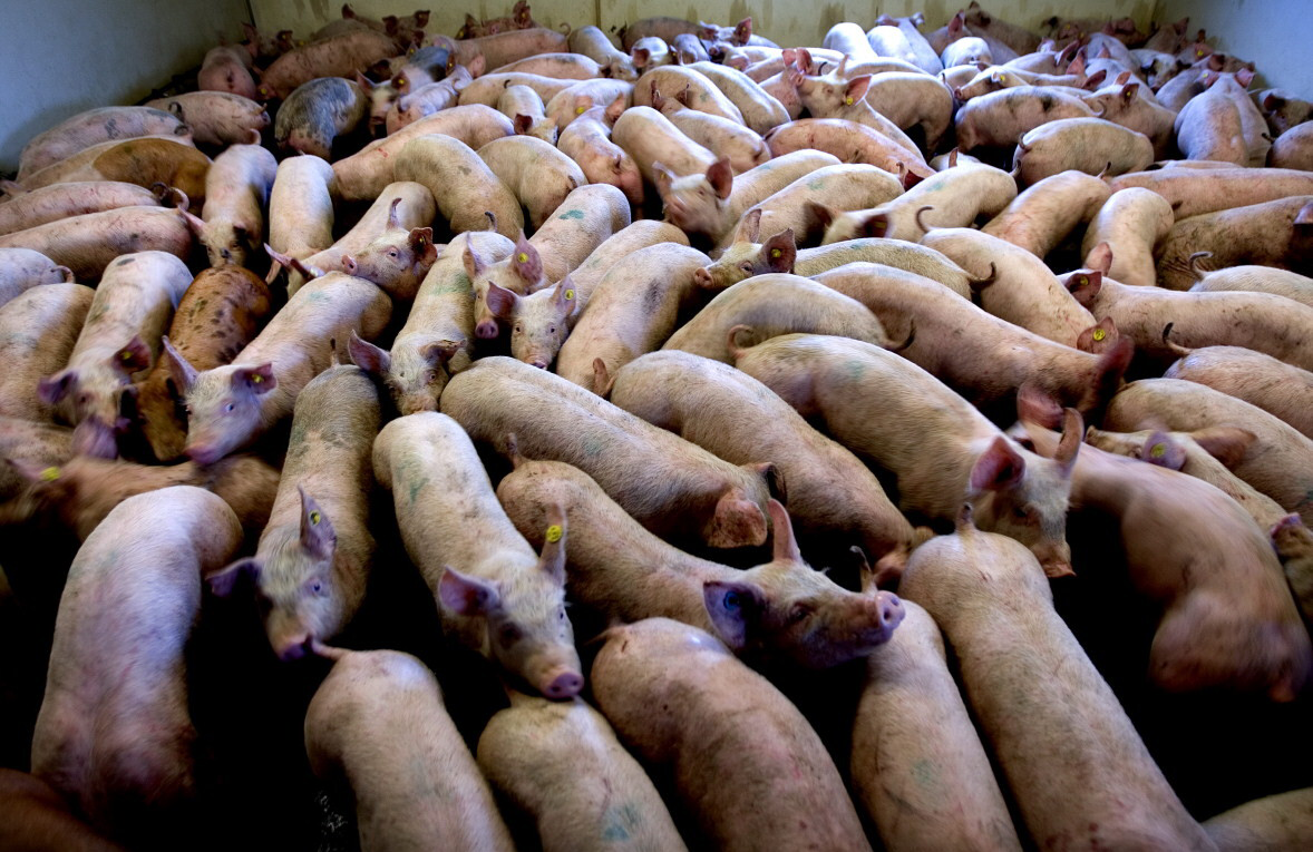 Stald tætpakket med grise