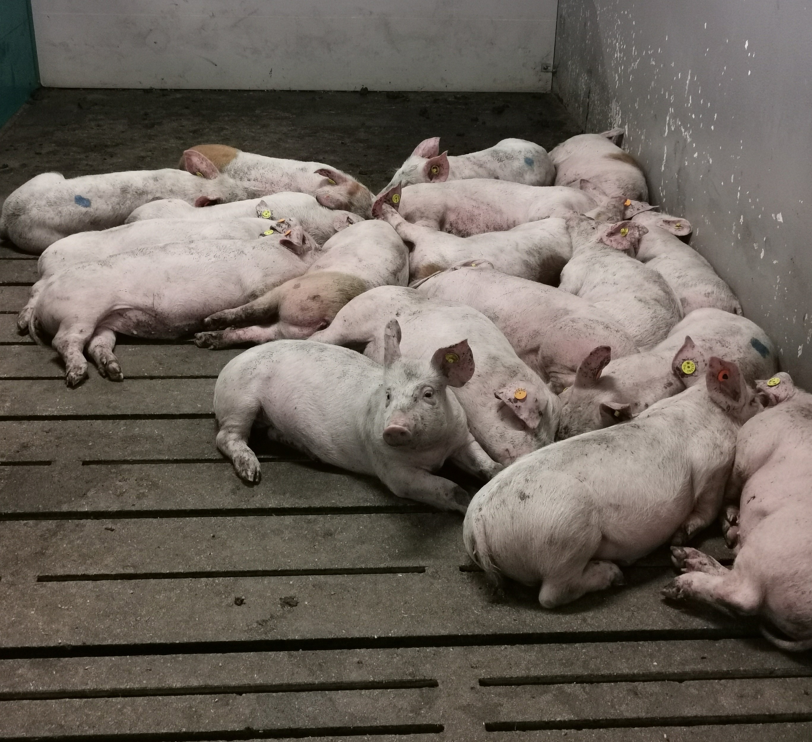 Pigs Article