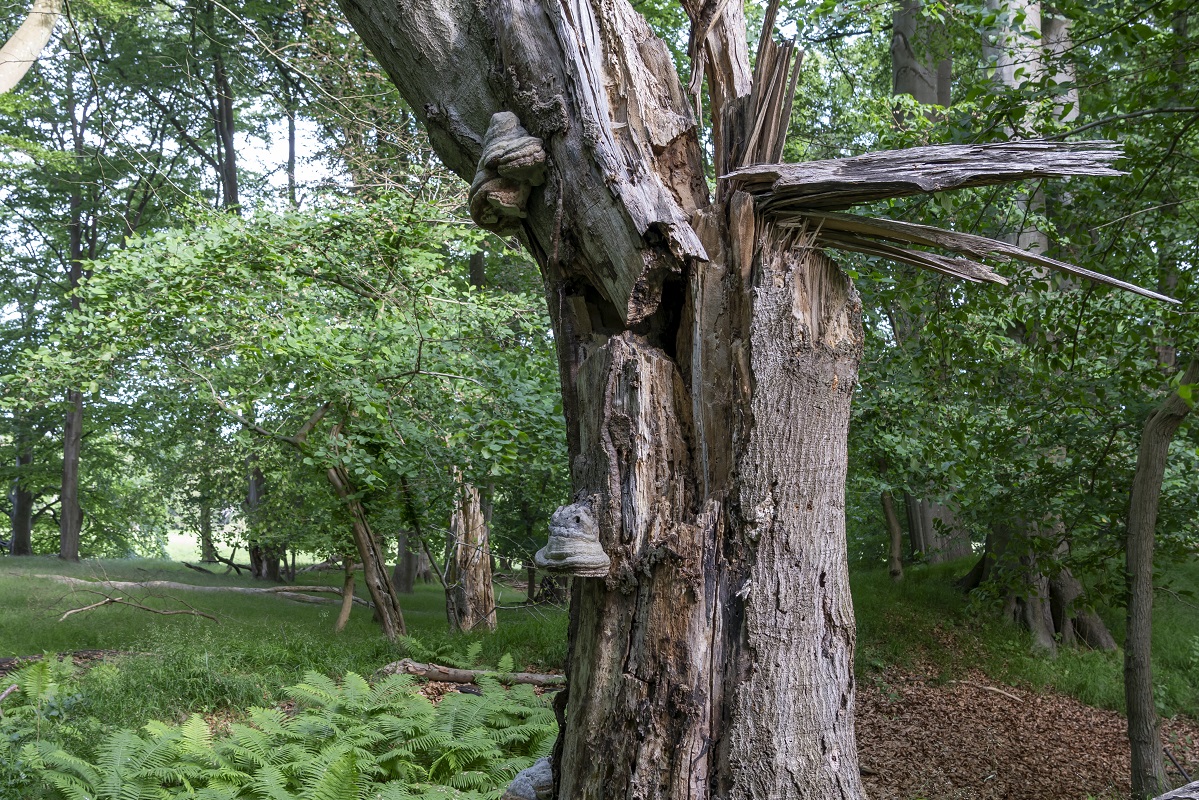 Strødam Naturreservat