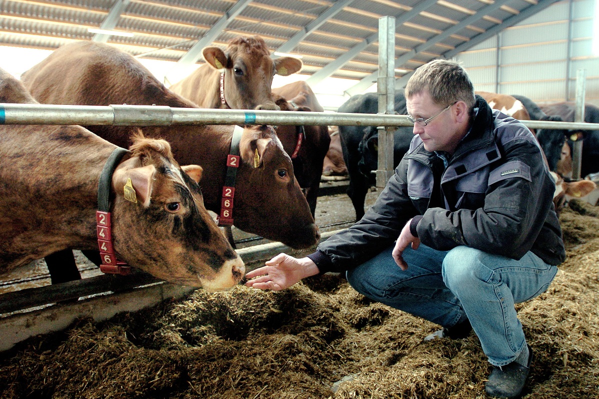 Kvæg i stald med landmand