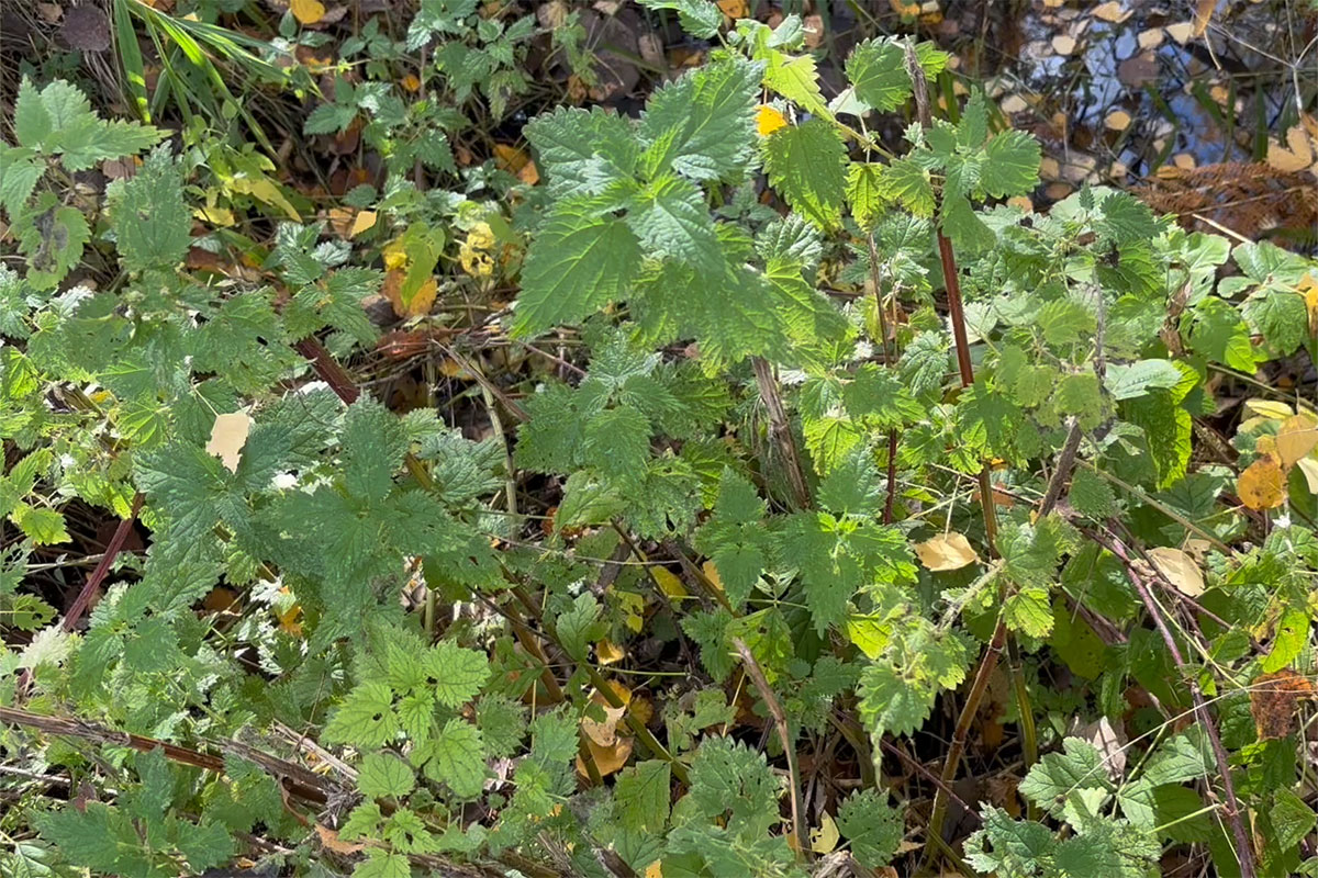 Brændenælder 12X8 IMG 9184