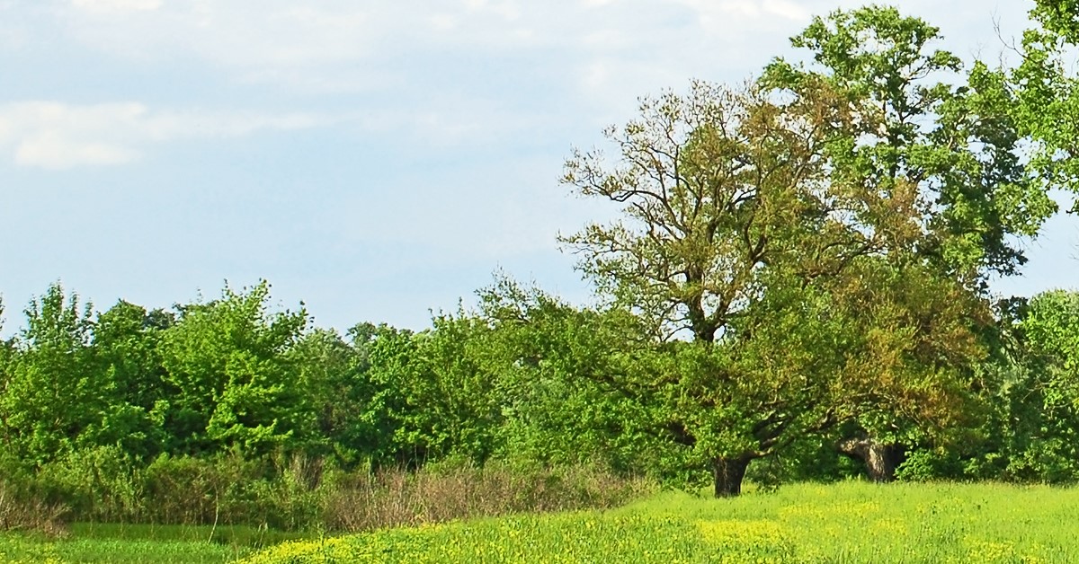 Natur_COLOURBOX_1200