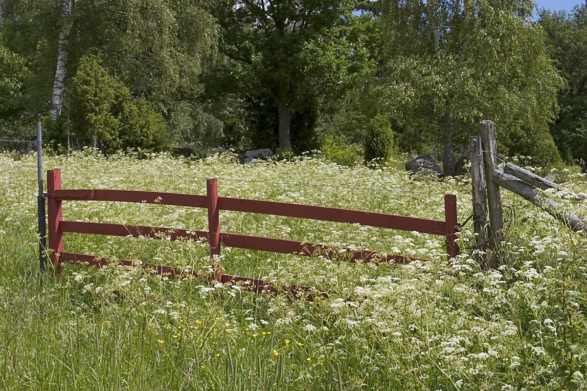 svenHalling1200vildkørvel