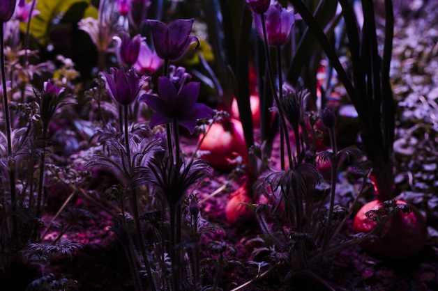 Aros_The Garden_Anders_Sune_Berg_628