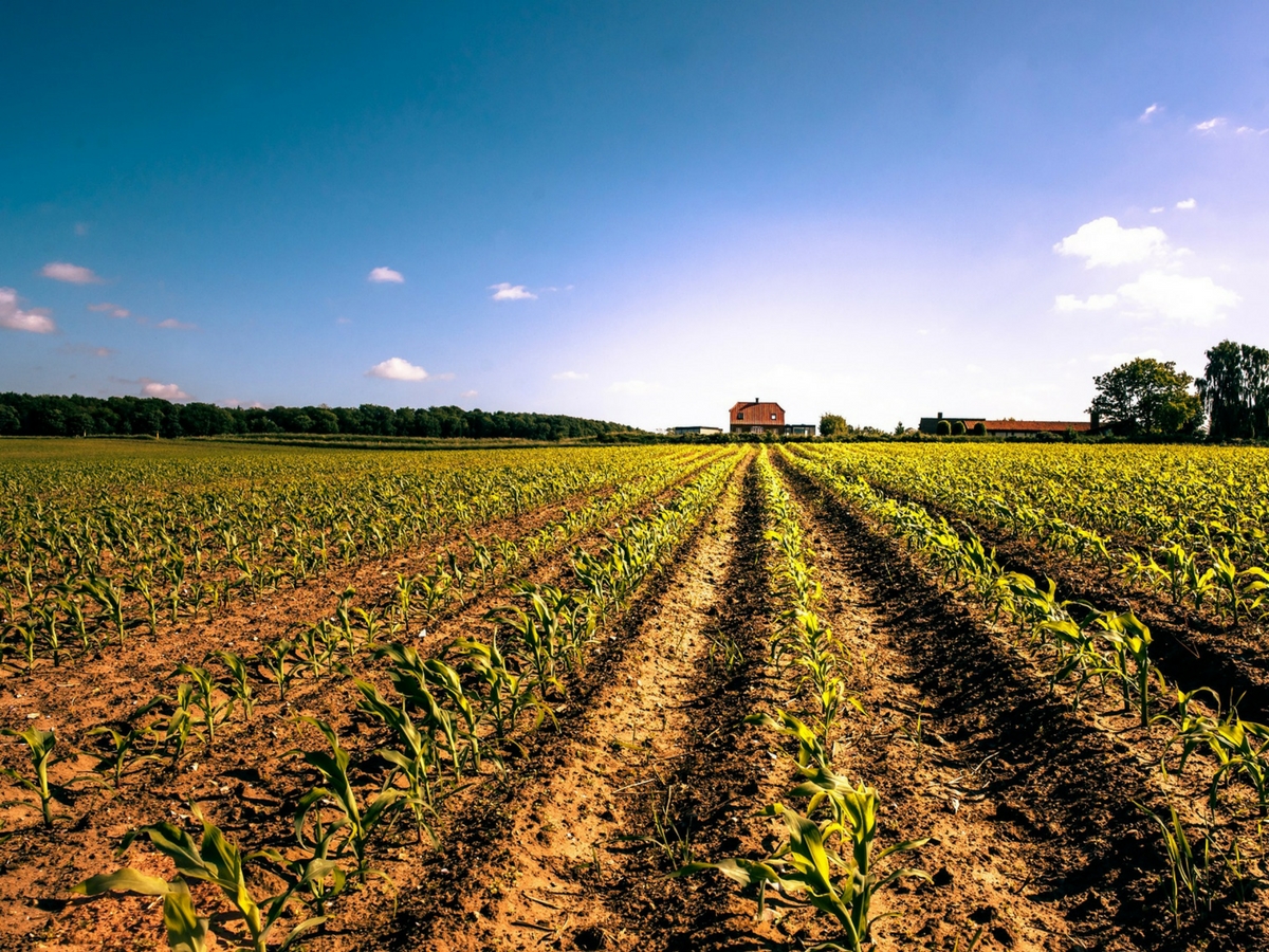 KUHarLavetKonsulentlignendeRapport-1200