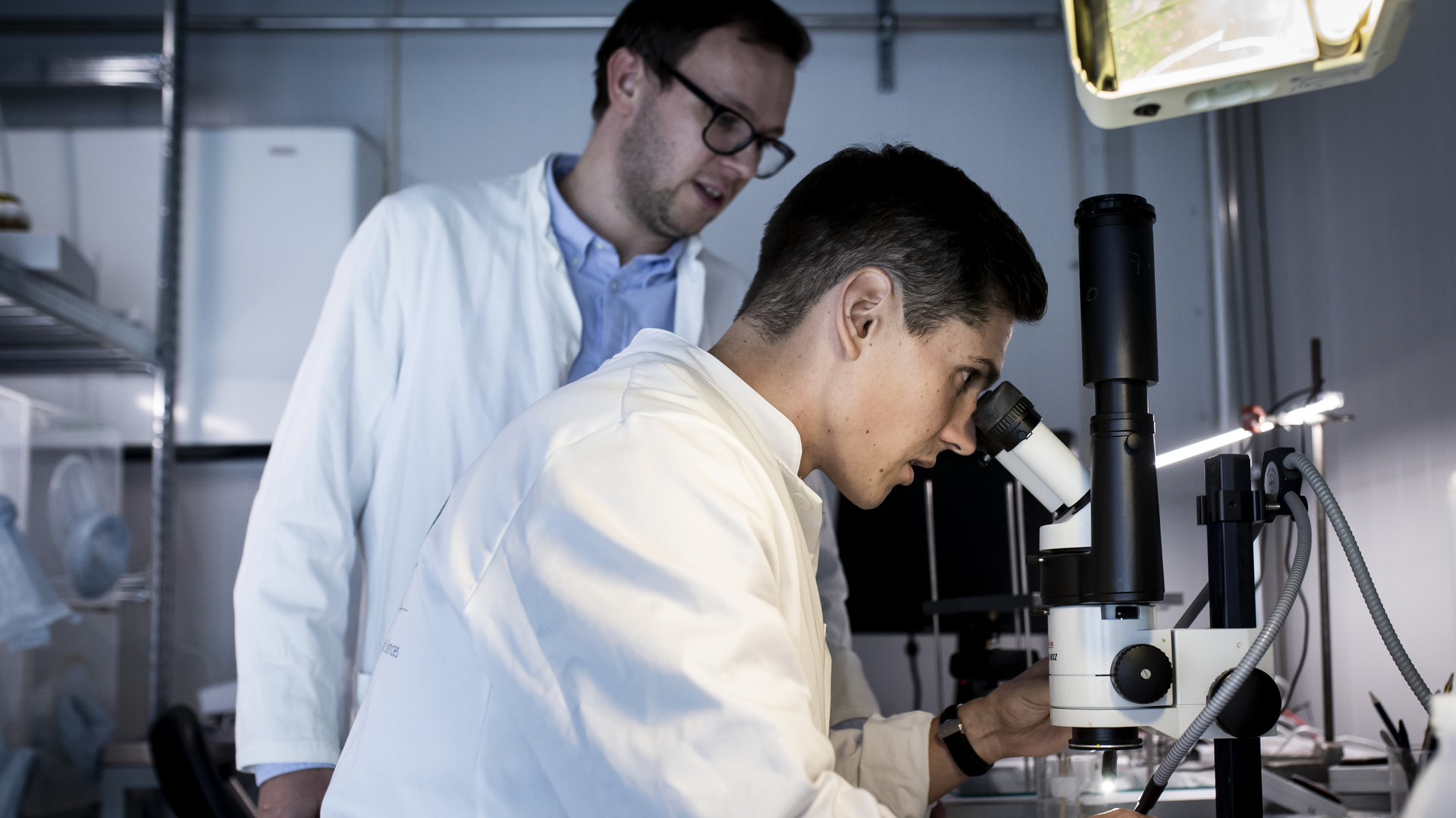 Forskning, universitet, tidsbegrænset ansættelse