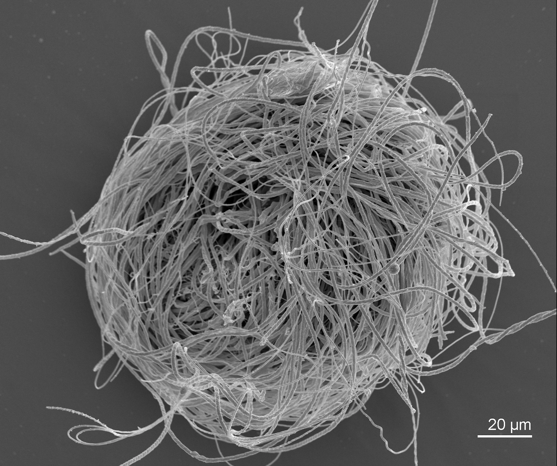 Sæd fra en muslingekrebs