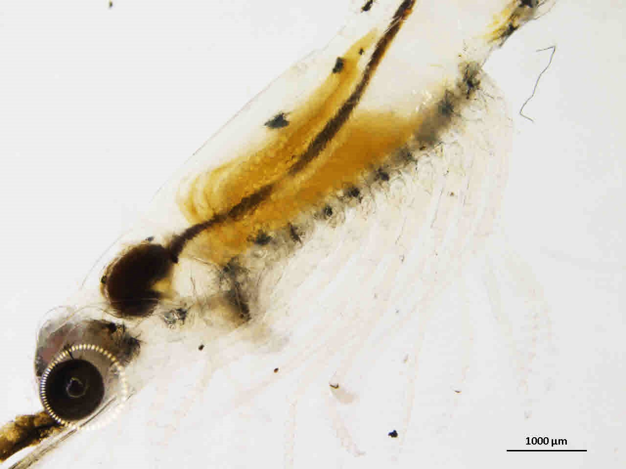 En pungreje fra Herslev Fjord har fået lidt for meget bildækgummi indenbords. Det ses tydeligt på den helt sorte mavesæk, lige bag øjnene, og tarmkanalen, der løber ned langs dyret.