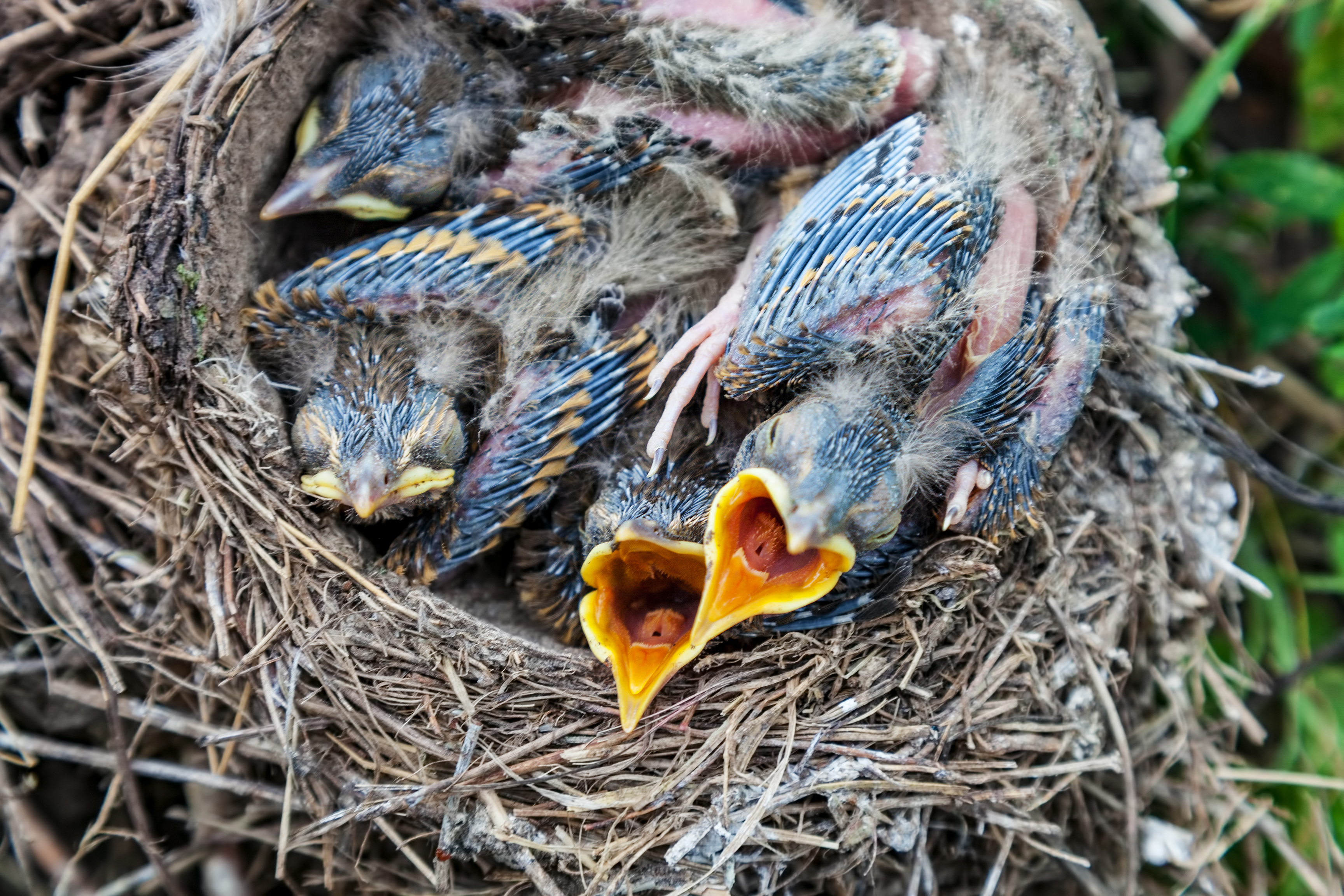 Redeskidning er udbredt i såvel dyre- som forskningsverdenen.