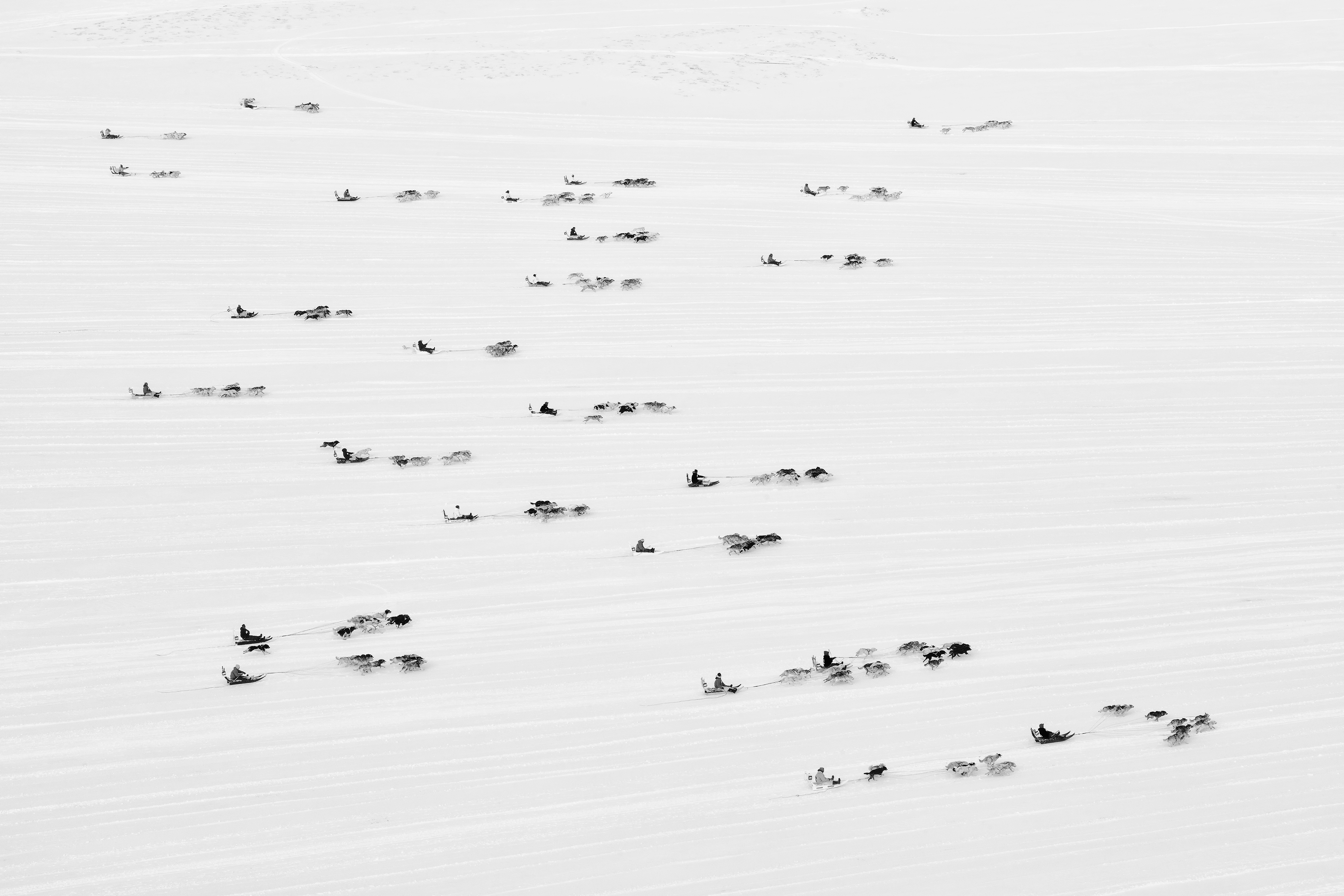 Foto af slædehunderace