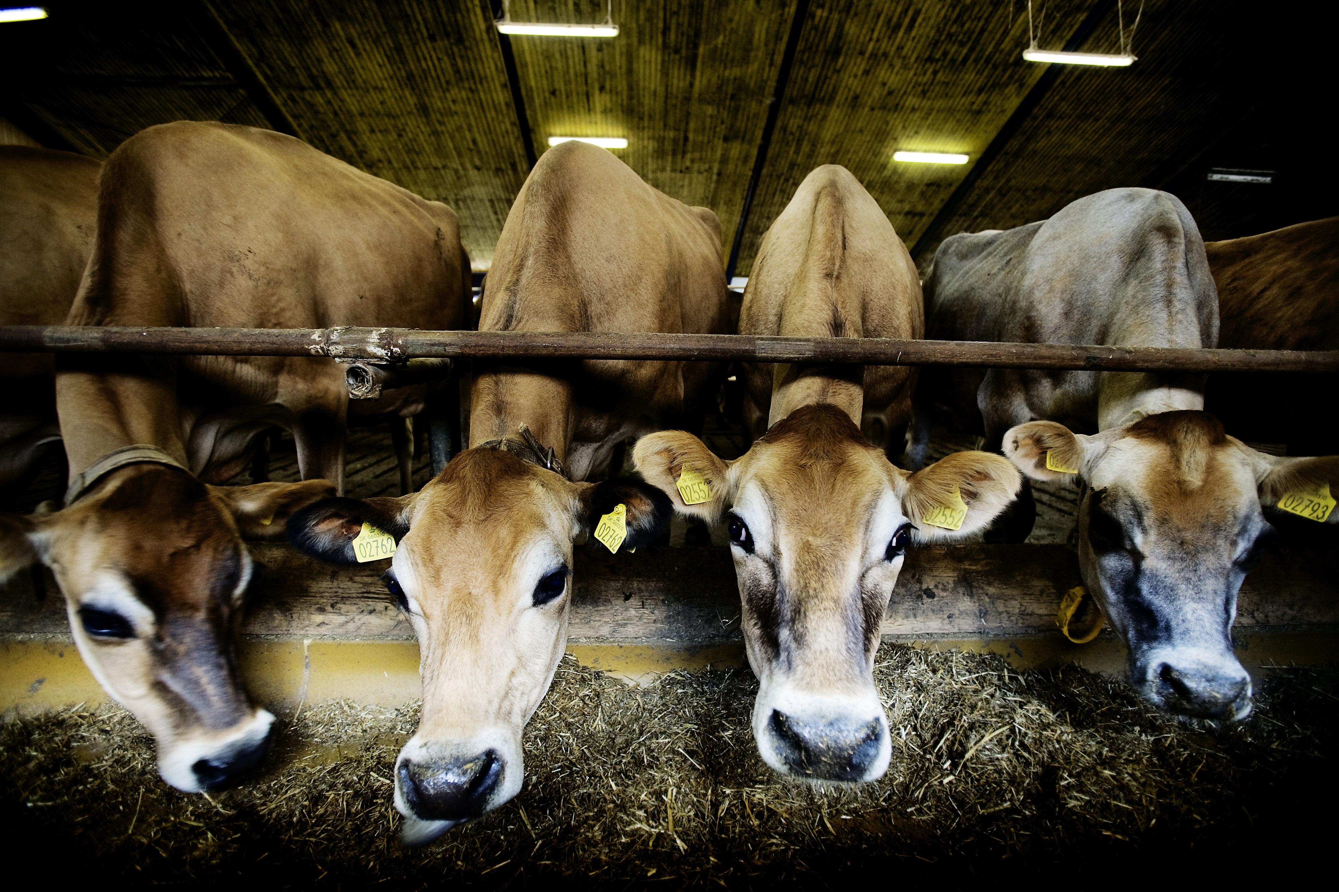 Forskere fra Aarhus Universitet at reducere mængden af metangas, som malkekøer udleder, når de bøvser ved at ændre på foderet.  De undersøger bl.a. om krydderurten græsk oregano har en gavnlig effekt.kan . 