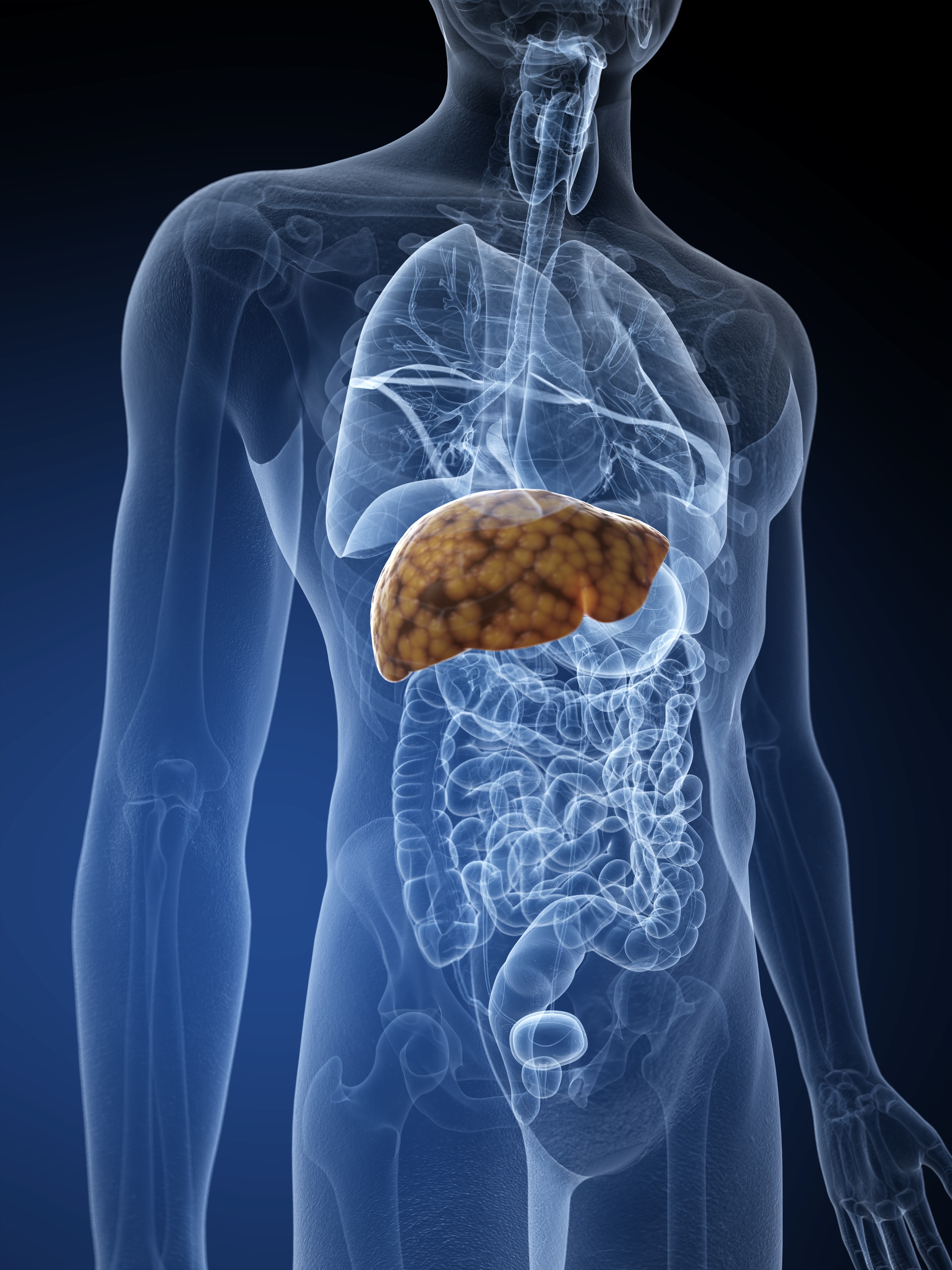 Lever i gennemsigtig krop