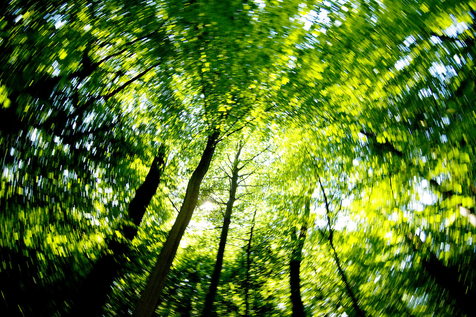 Charlottenlund Slotspark, natur, klima og skov