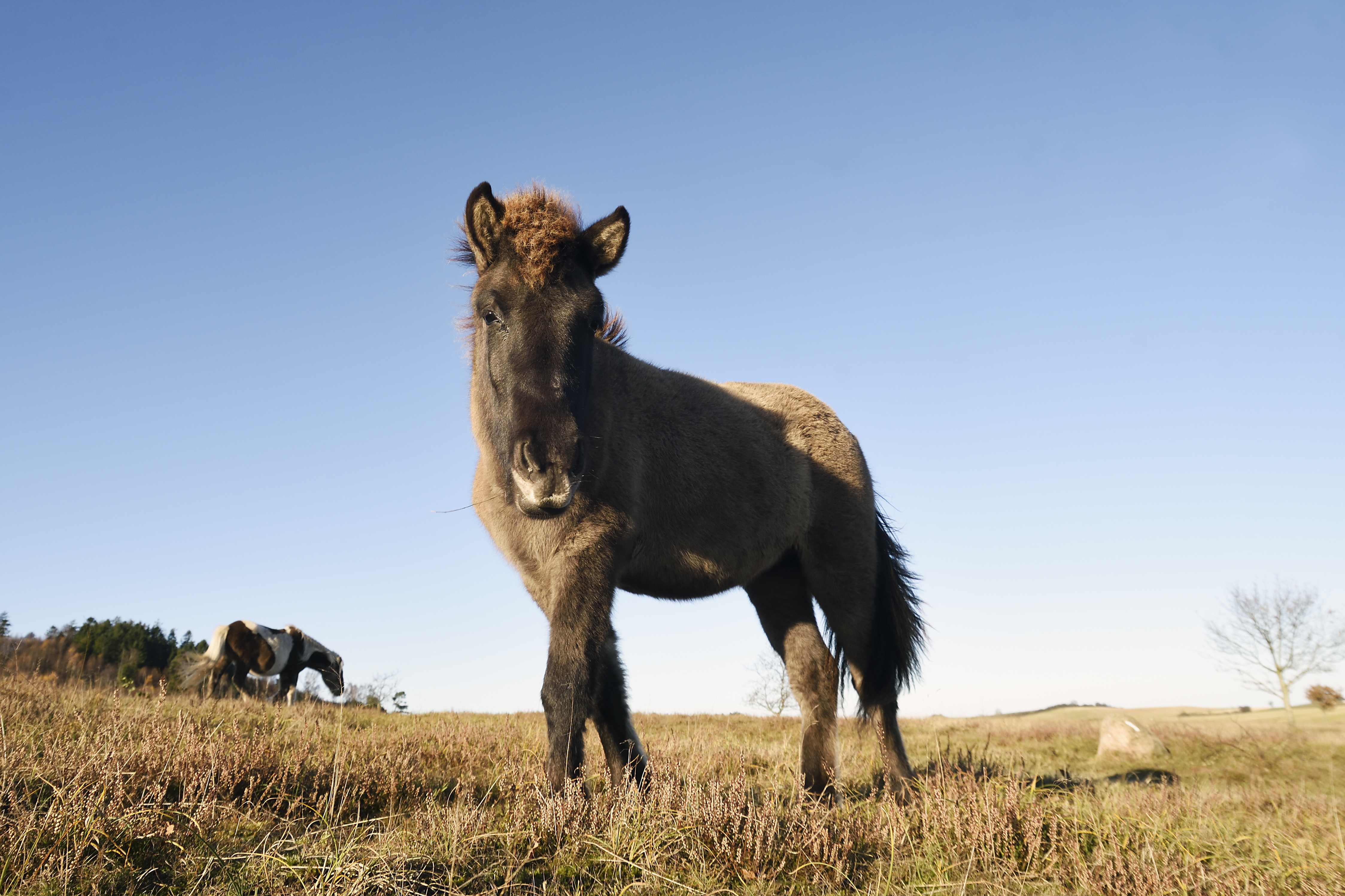 Molslaboratoriet – Naturhistorisk Museums feltlaboratorium midt i Nationalpark Mols Bjerge – huser et af de mest ambitiøse rewildingprojekter i Danmark. I efteråret 2016 blev der udsat en bestand af Exmoor-ponyer og Gallowaykvæg, der lever så vildt som overhovedet muligt inden for en hegning på 120 hektar.