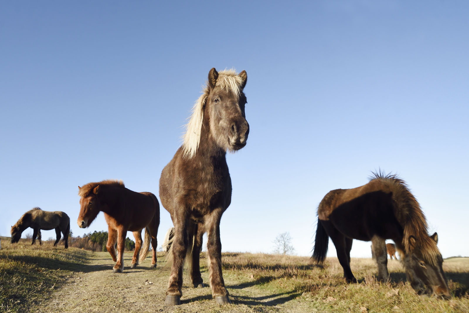 Vilde heste af racen Exmoor Pony på græs i Mols bjerge.