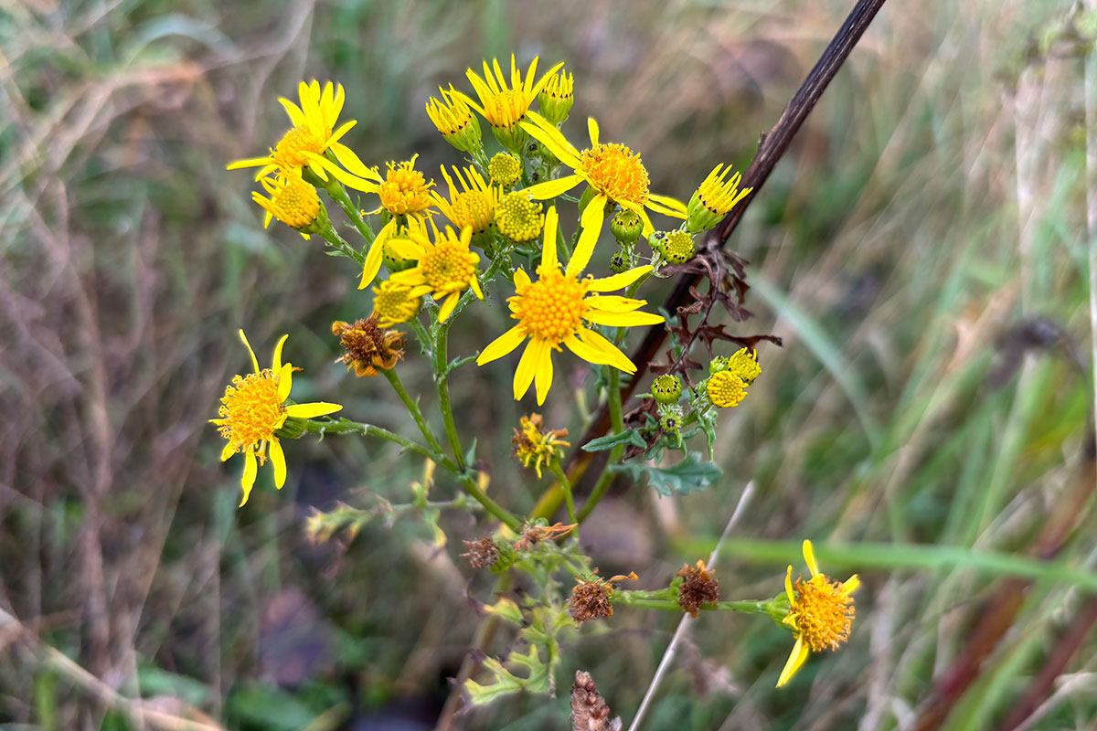 Blomst Podcast13 12X8 Image00006