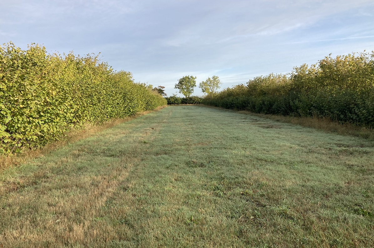 Skovlandbrug med hassel og økologisk sædeskifte