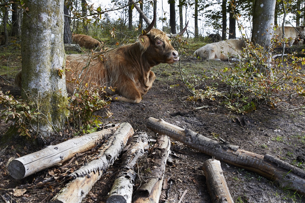 Højlænder-køer i Hammer Bakker