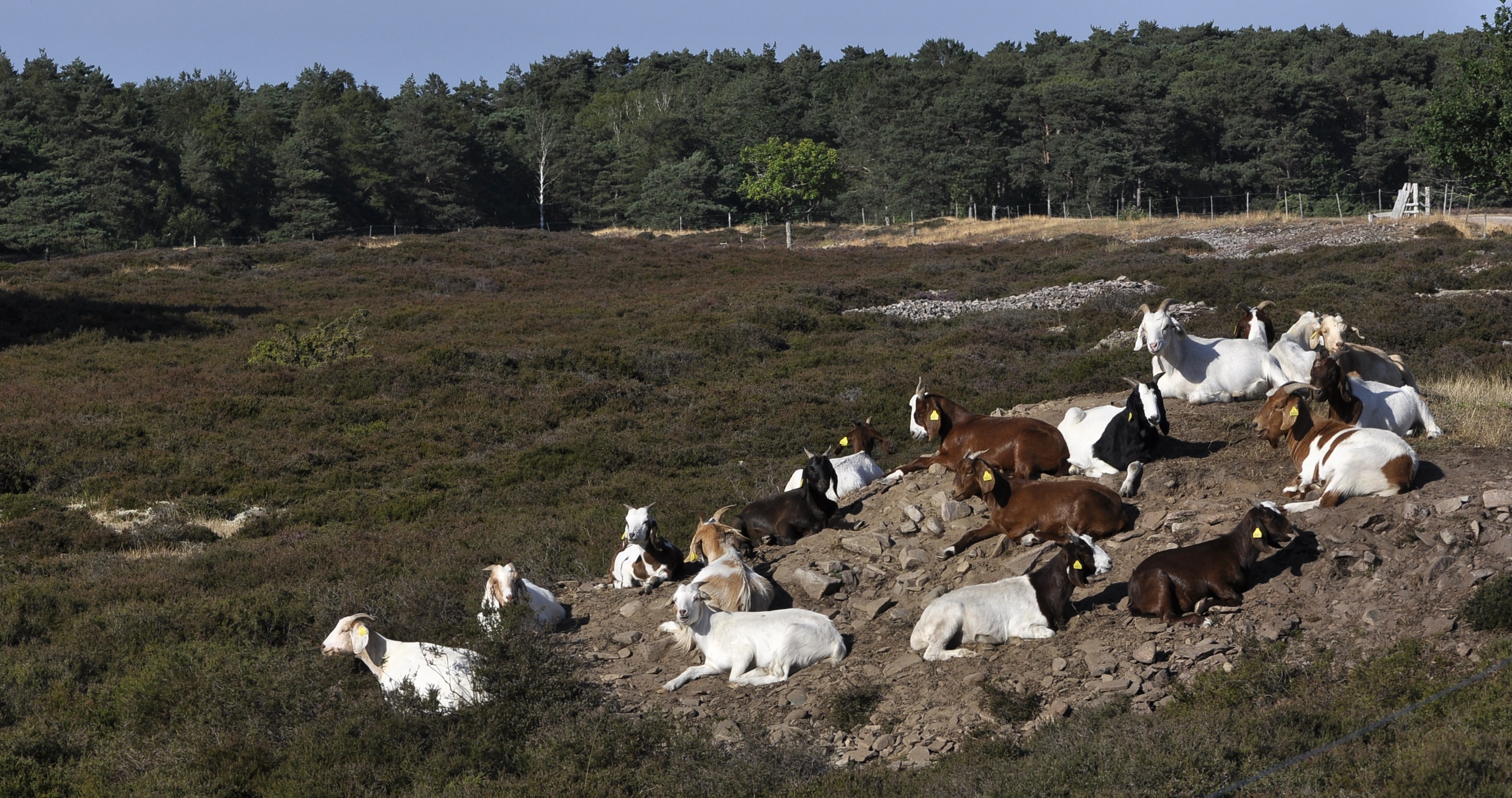 I Andersen Nexoes Fodspor Geder Paa Balkalyngen Foto Michael Stoltze