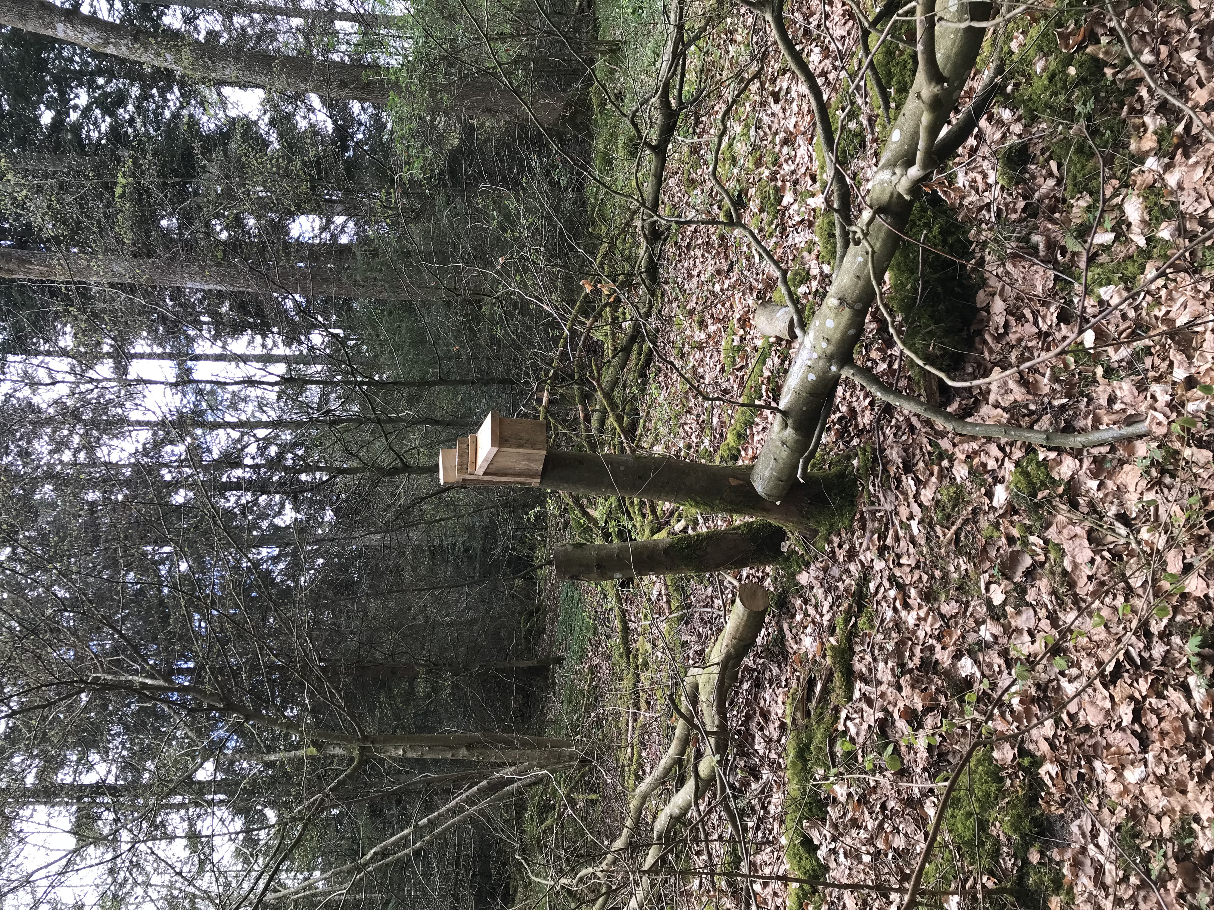 hasselmus levested Lerbjerg skov