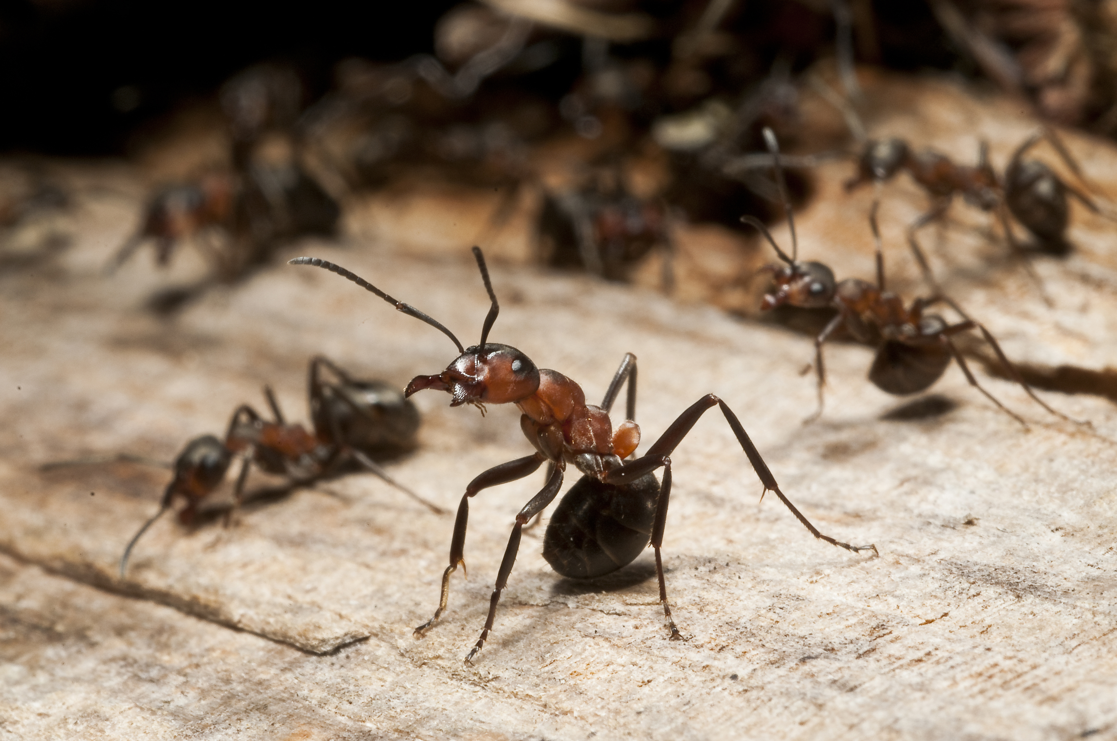 20130226 140717 4 4288X2848ma