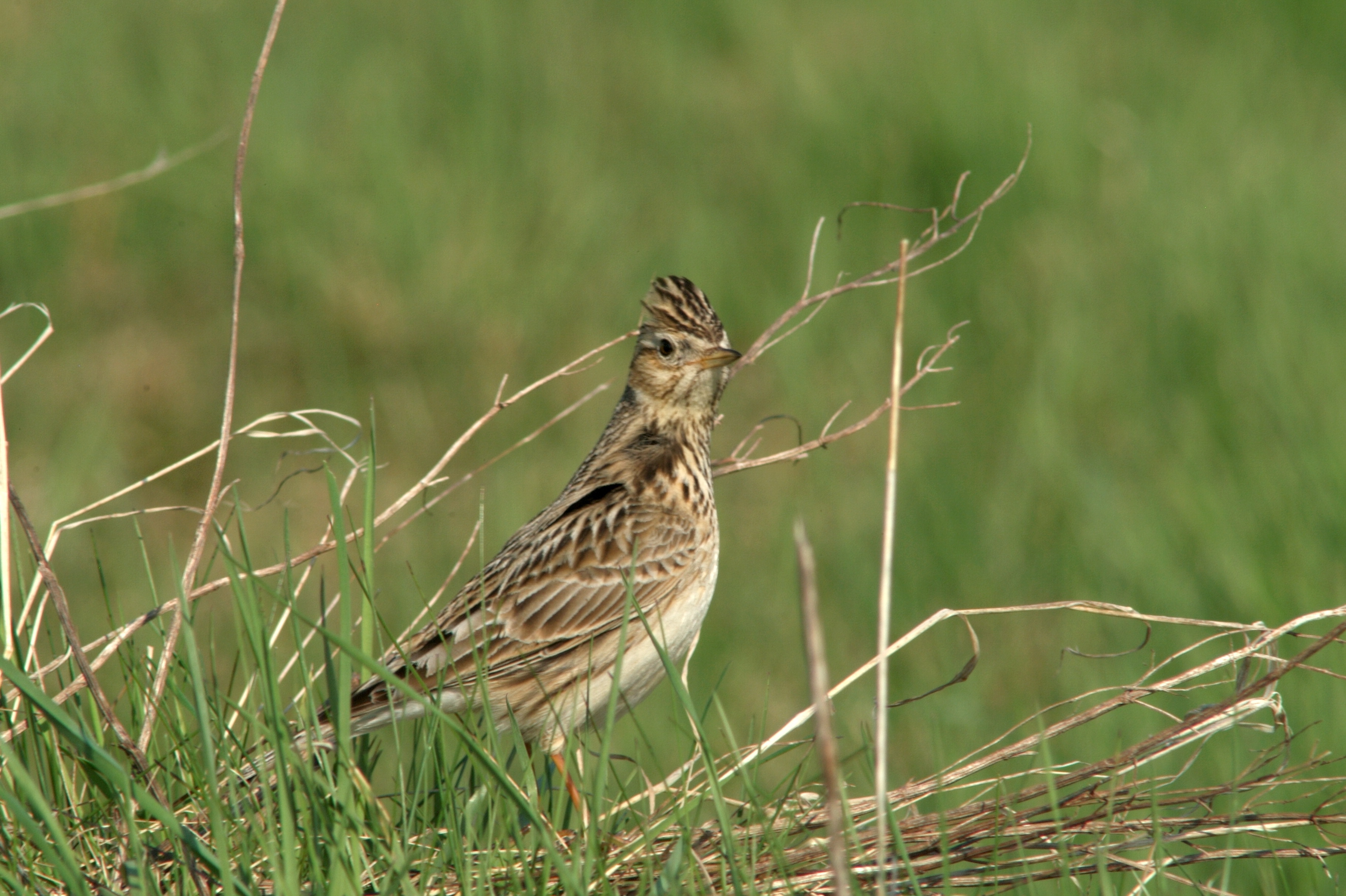 Sanglaerke IKKE SOME Gert S Laursenbiofotoritzau Scanpix 20060606 114227 4 3644X2429ma