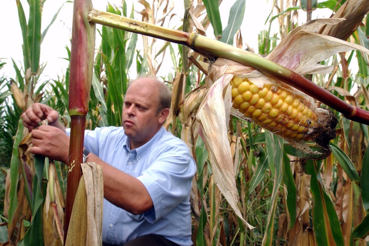 GMO-majs fra Montesanto