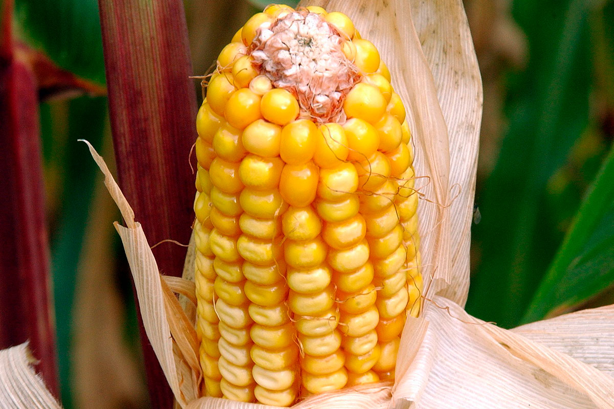 Majs 12X8 240771442813 1876X2786we