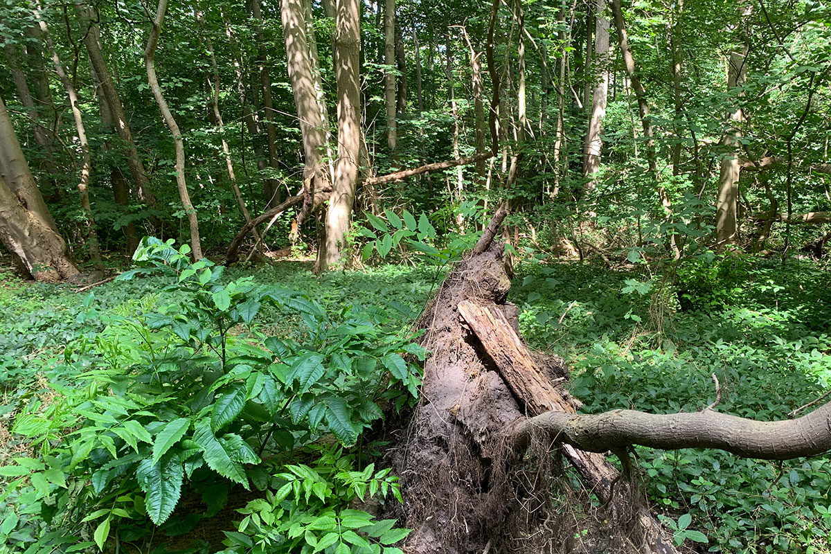 Image00026 Rod I Loev 12X8