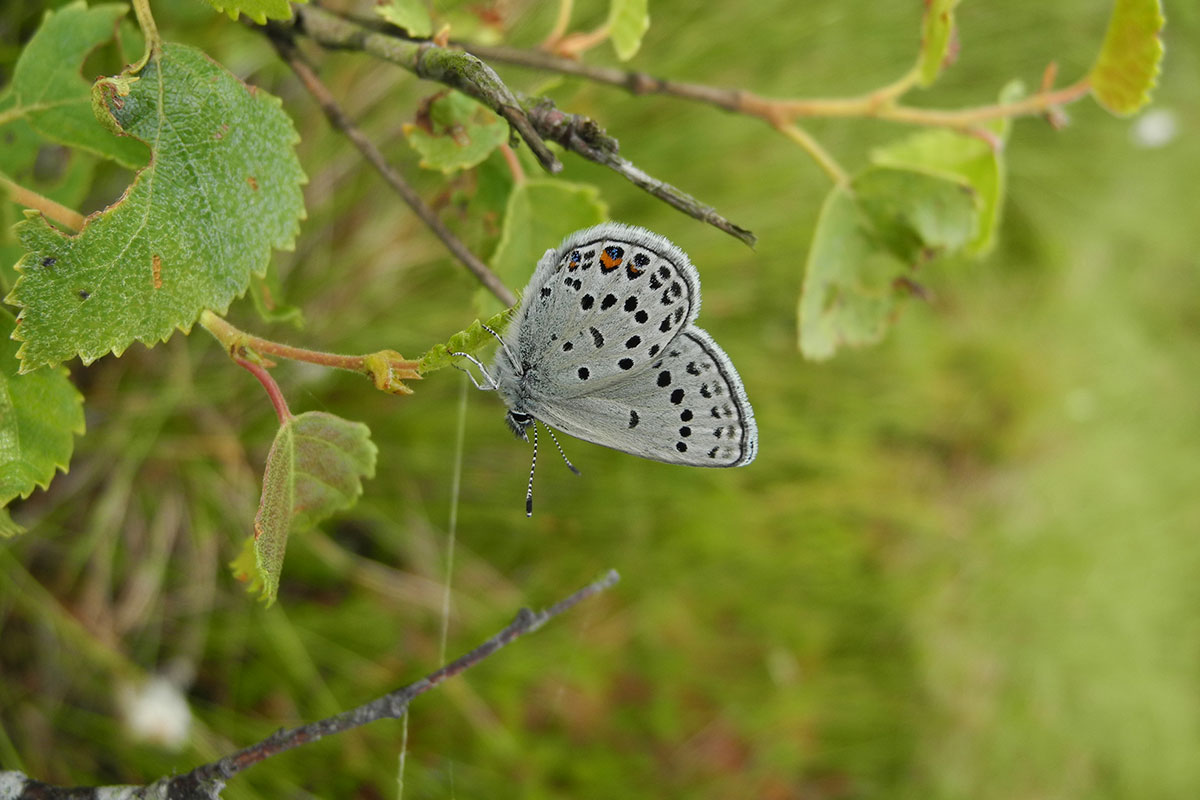 Bølleblåfugl Underside 12X8