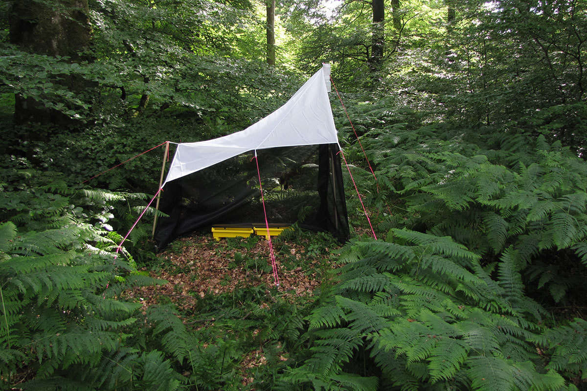 Malaise 12X8 Natur 2014 06 26 16 41 56
