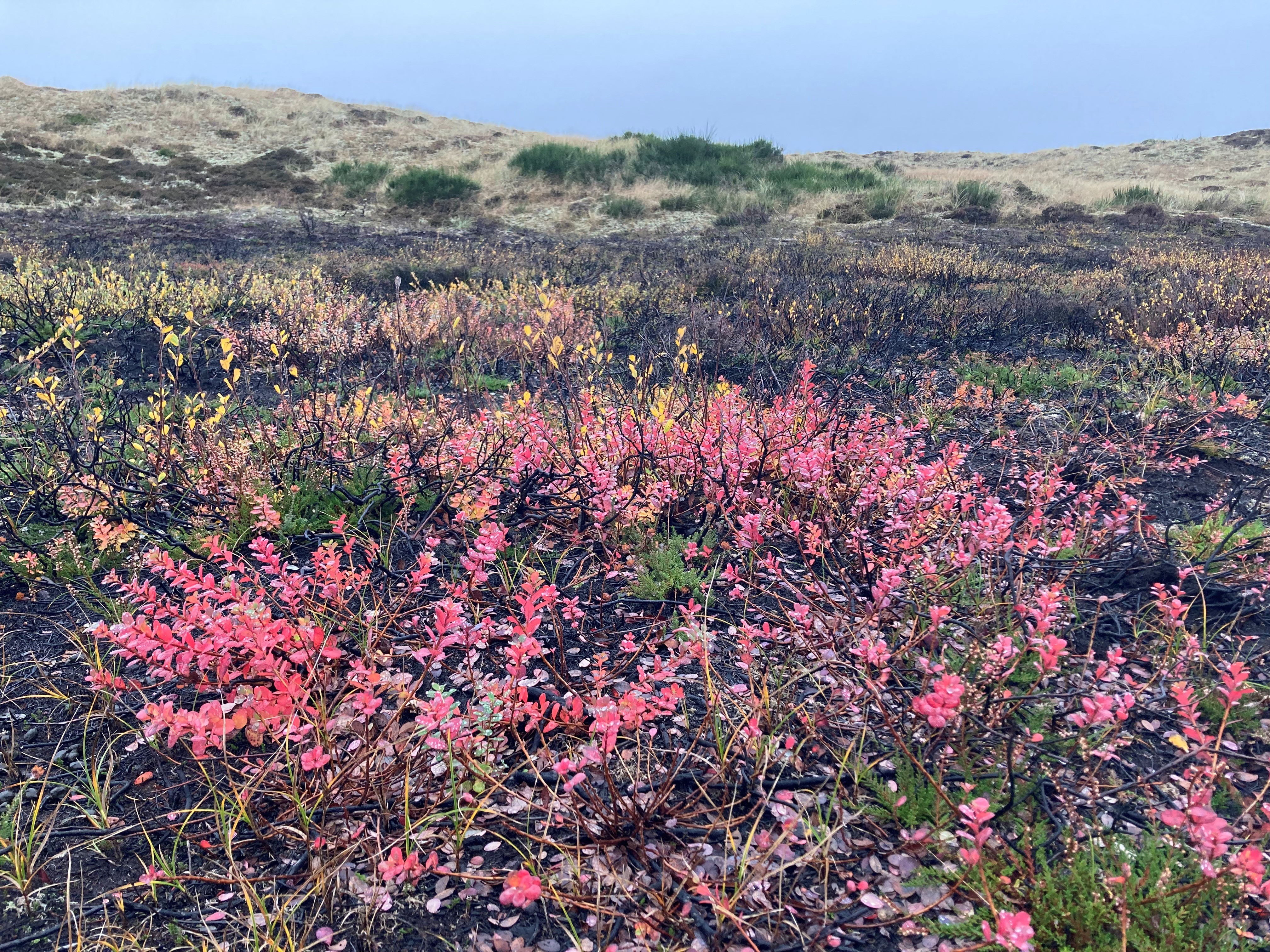 Blomster