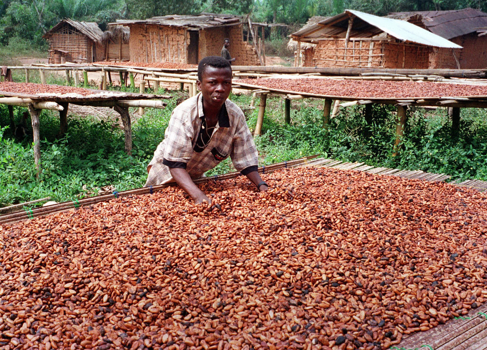 2 Ristede Kakaobønner Ghana