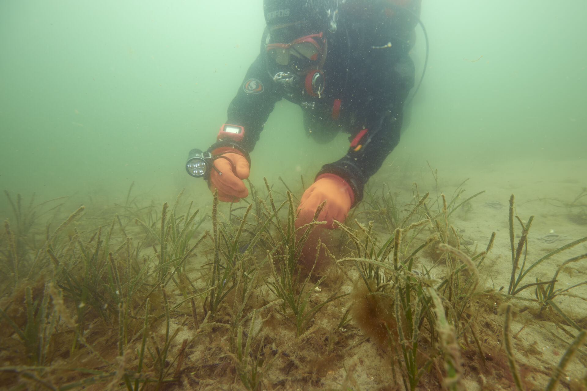 Ålegræs i Aarhus bugt