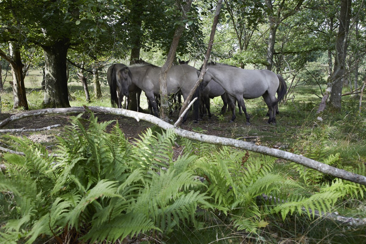 Vilde hest i Hammer Bakker