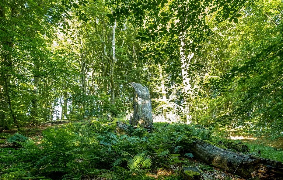 Vandværksskoven Biodiversitet