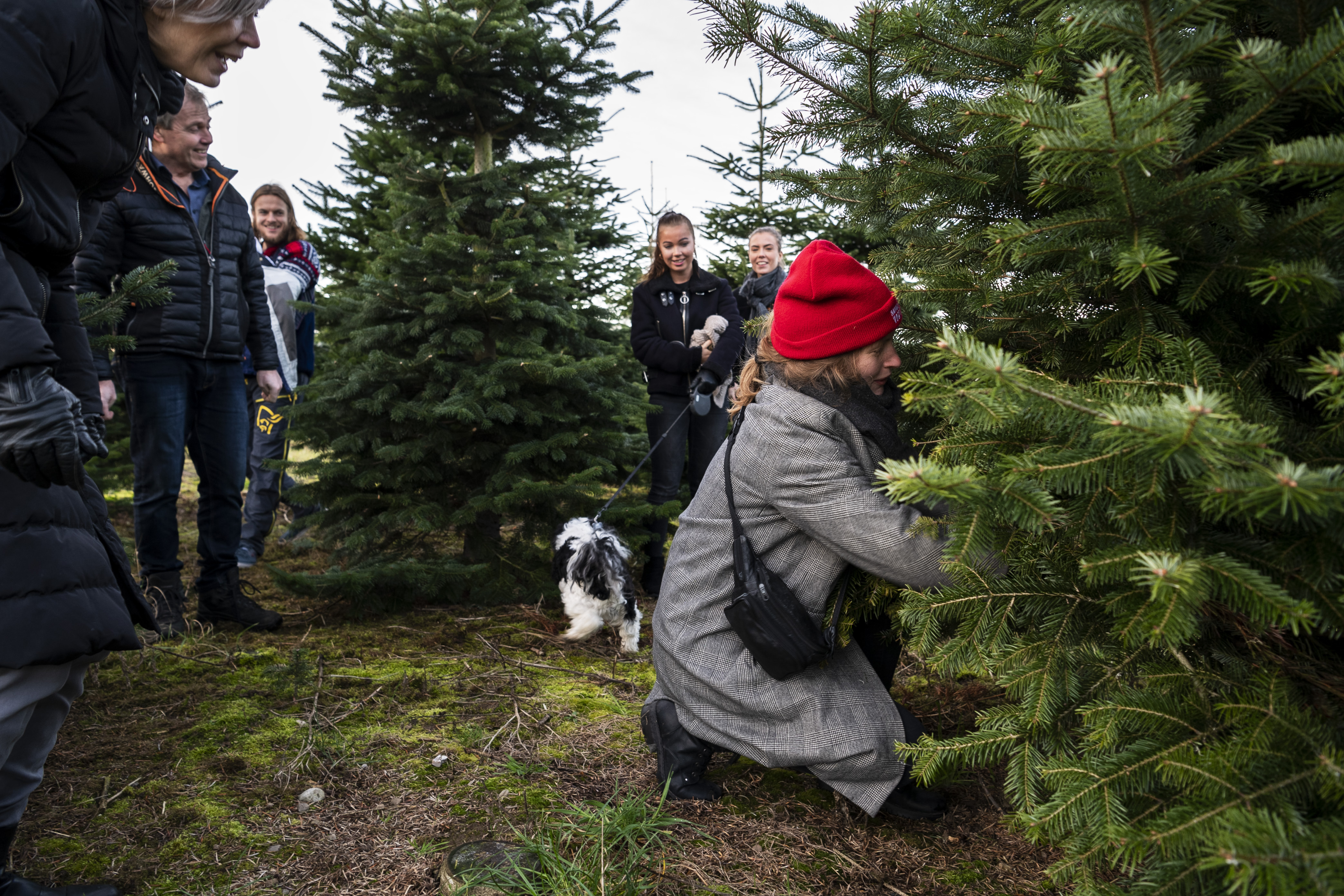 Juletræsplantage Familie