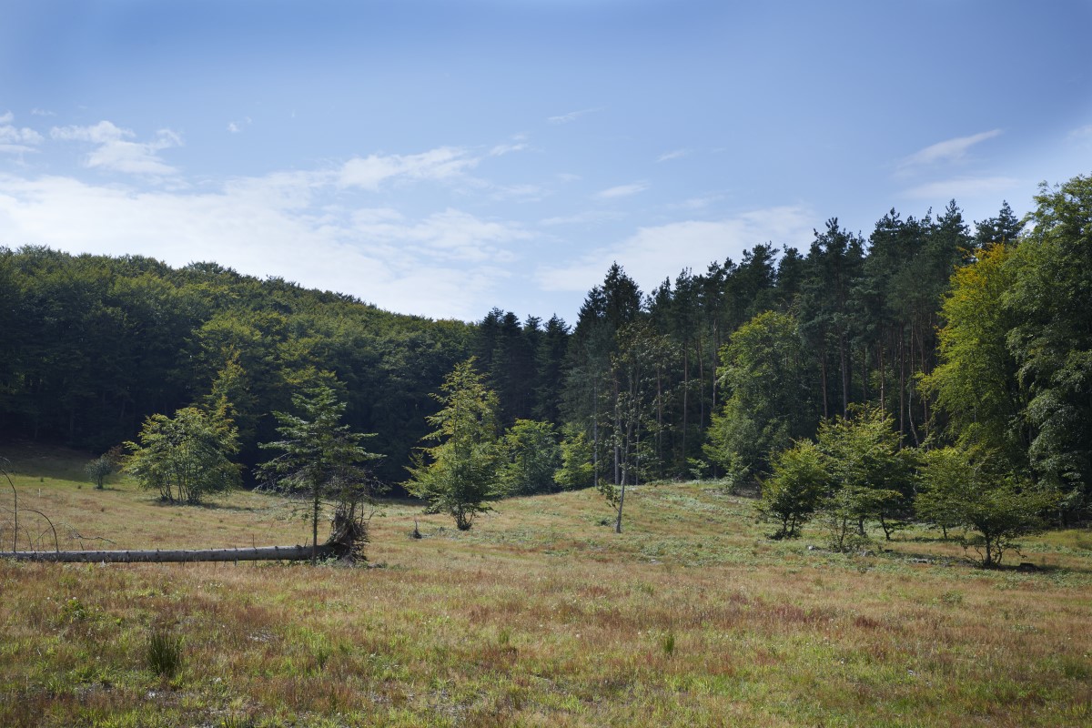Hammer Bakker genoprettet natur