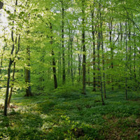 Foraarsskov I Sol Ms