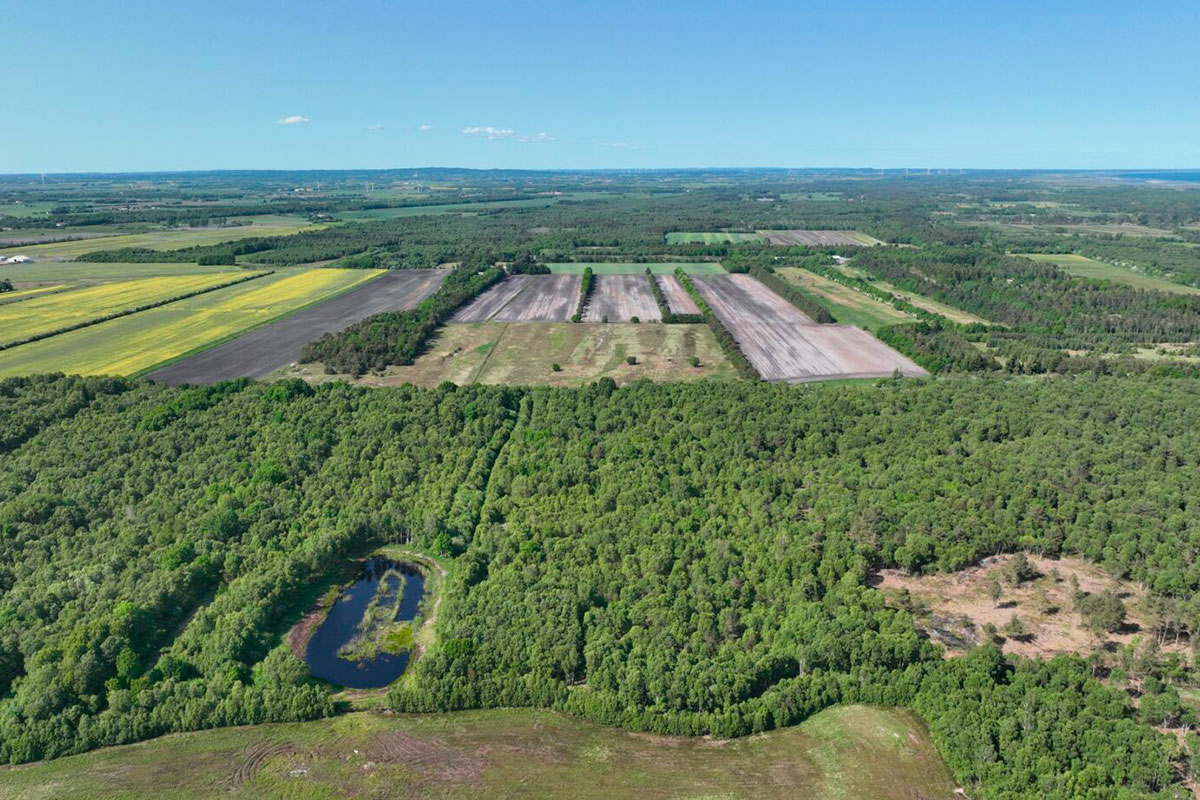 Levested For Mosebølleblåfugl I Tidligere Tilgroet Lysning Ses Forrest Th