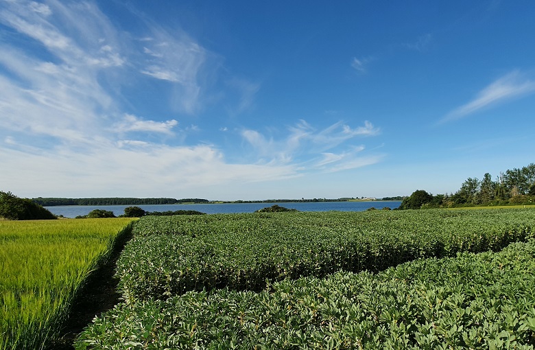 Mark med hestebønner