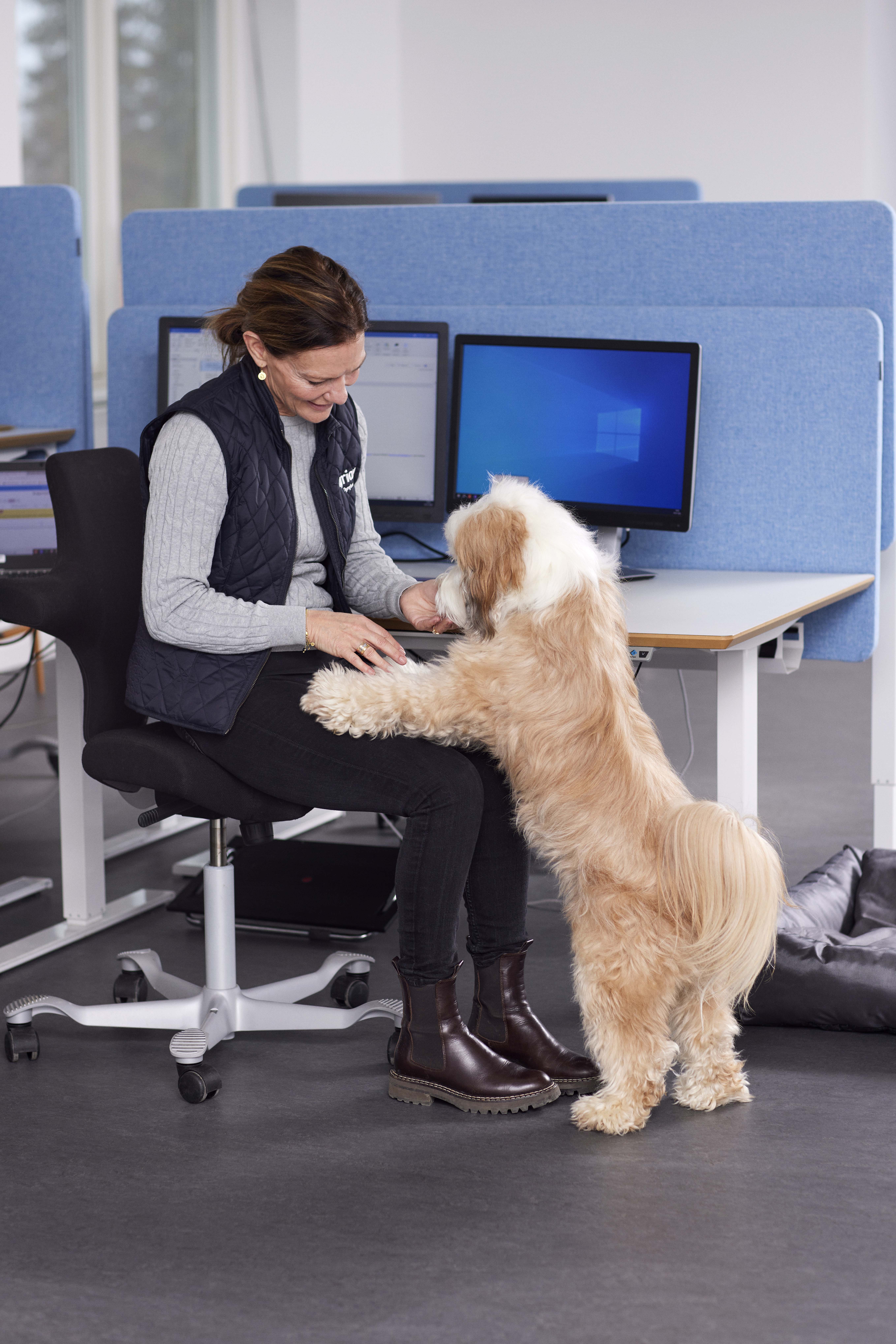 Kontorhund Tine og Da Vinci 1