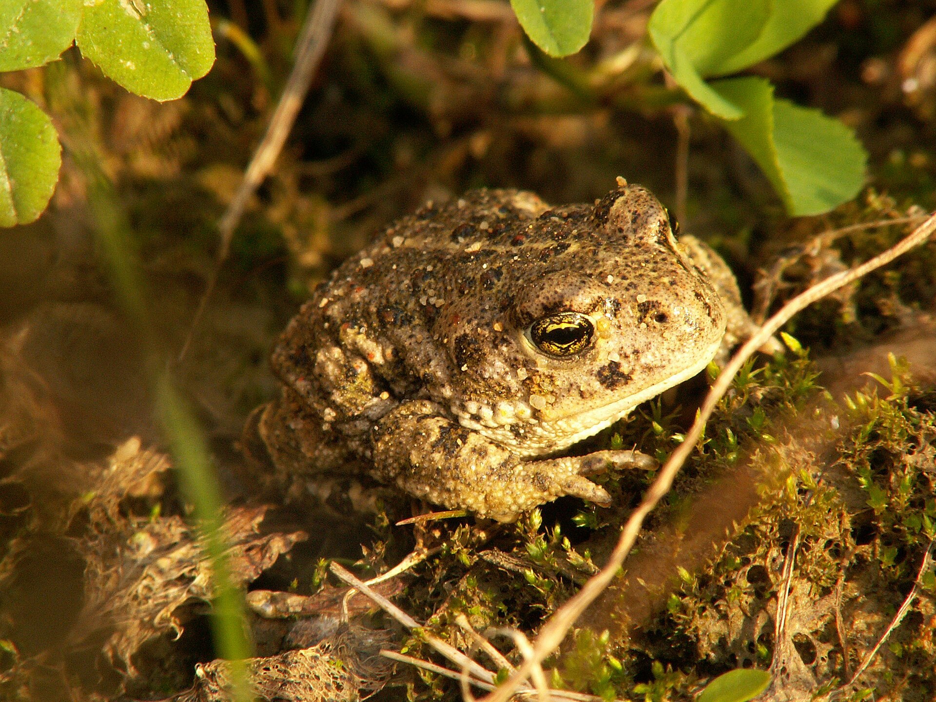 Epidaleacalamitayoung