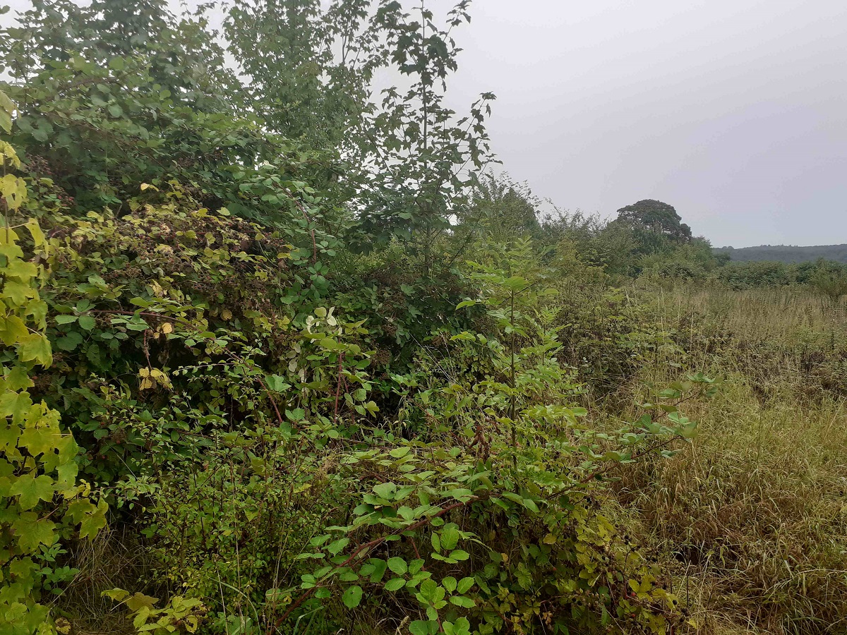 Lysåben natur ved Suserup